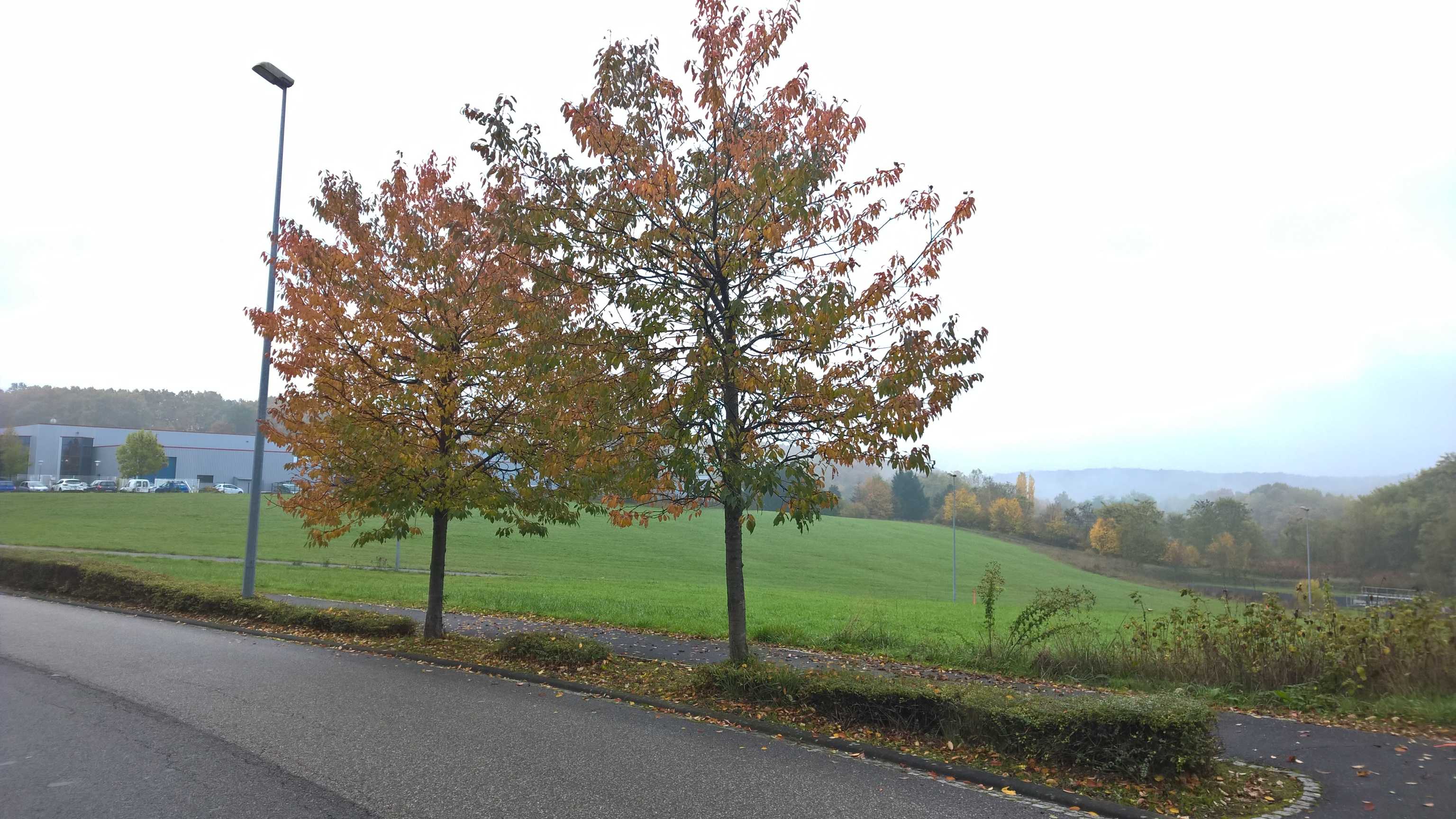 WP_20151029_09_05_50_Pro_optimized