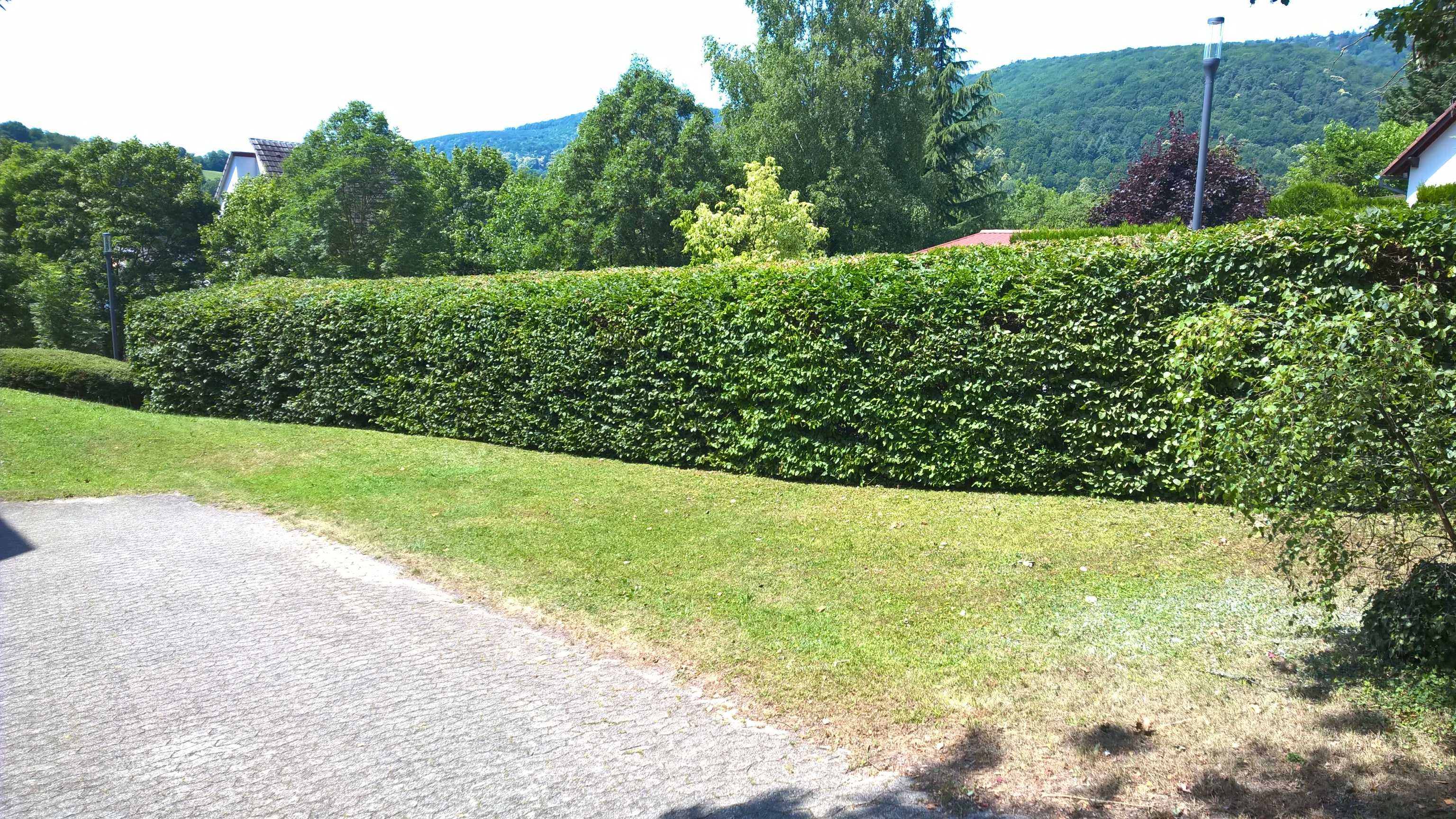 WP_20190627_12_26_39_Pro_optimized