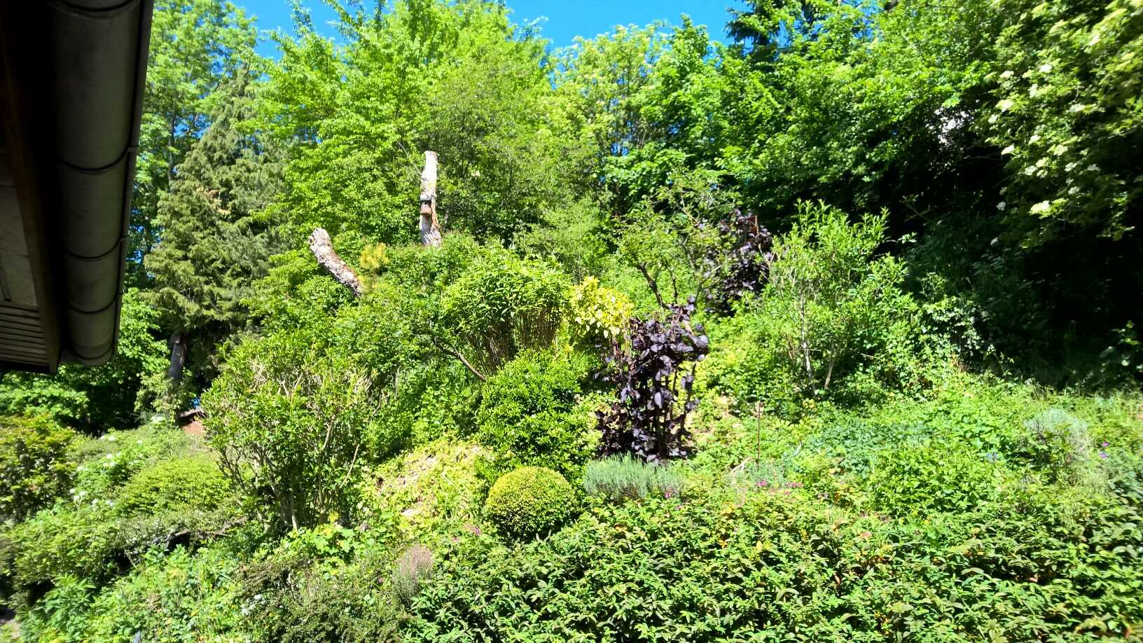 WP_20200507_11_31_40_Pro_optimized